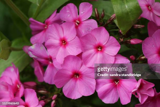the flowers of a phlox  plant growing in a cottage garden. - phlox stock-fotos und bilder