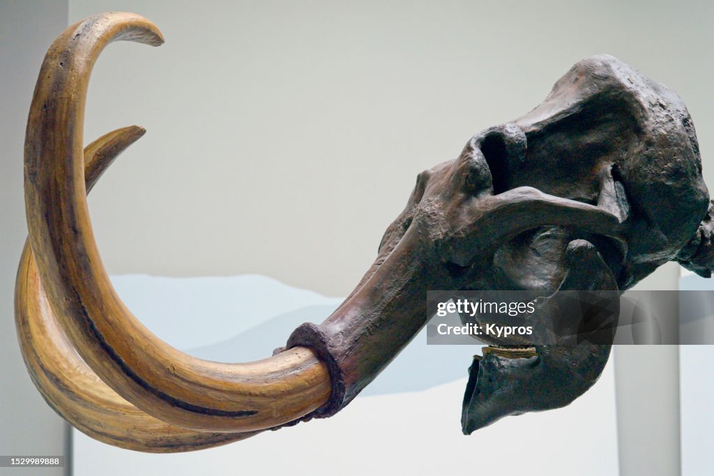 Mammoth Skull And Tusks