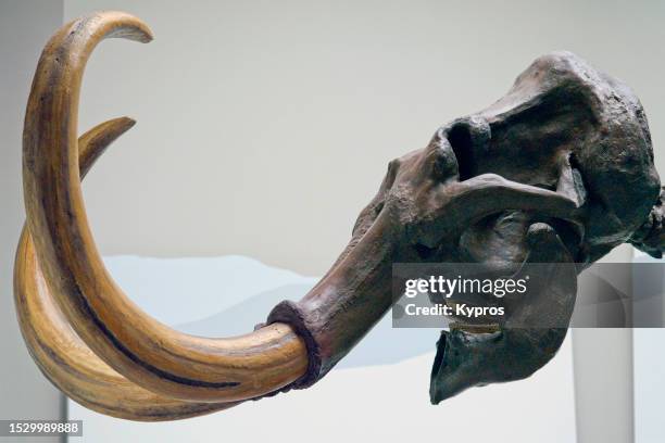 mammoth skull and tusks - mammal fossil stock pictures, royalty-free photos & images