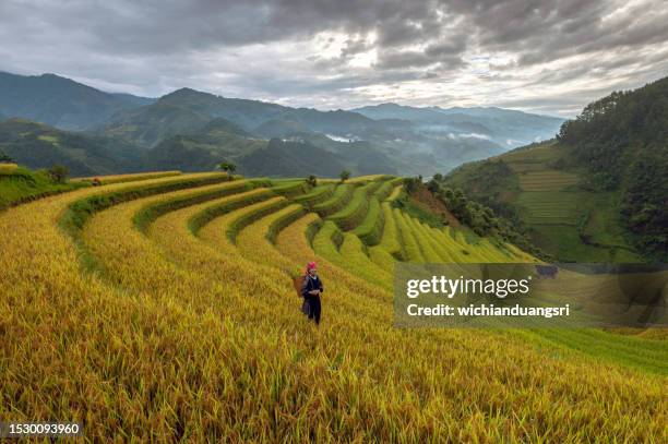 campo de arroz terraços em mu cang chai, vietnã - mù cang chải - fotografias e filmes do acervo