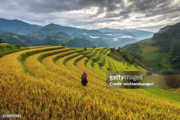 arroz campo terraplenado en mu cang chai, vietnam - sa pa fotografías e imágenes de stock