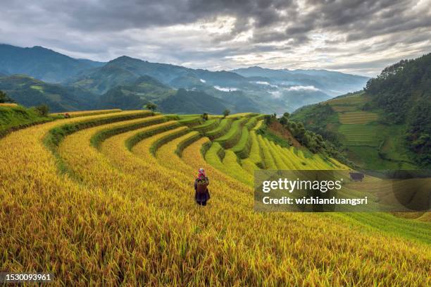 terraced rice field in mu cang chai, vietnam - sapa stockfoto's en -beelden