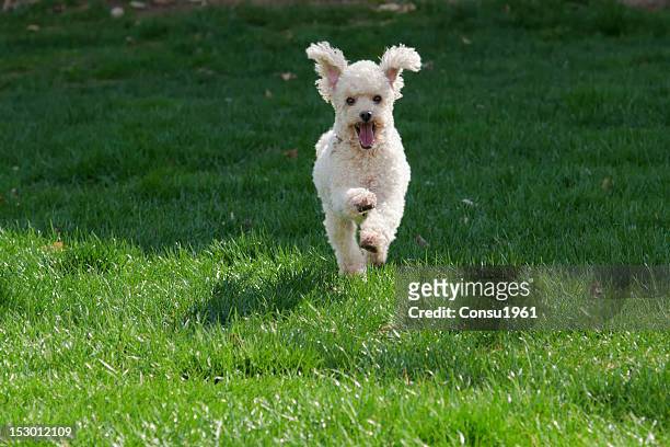young happy poodle - standard poodle stock pictures, royalty-free photos & images
