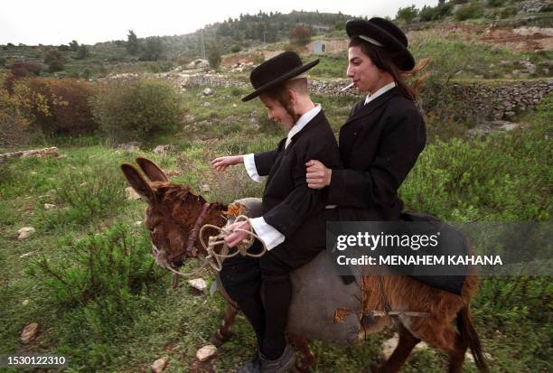 Ultra Orthodox Jews from the Hasidic group of Teldot Aharon enjoy a donky ride as they come to collect water from a mountain spring in Jerusalem...