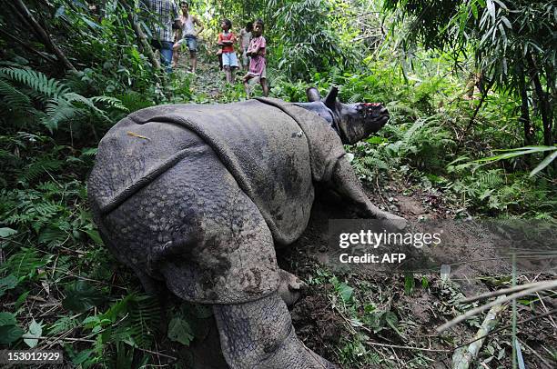 In this photograph taken on September 26, 2012 villagers look at a wounded rare one horned Rhinoceros which was shot and dehorned by poachers in a...