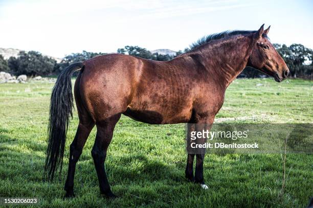 brown horse in a meadow. equestrian, wildlife, domestic animal and pet concept. - horse tail stock pictures, royalty-free photos & images