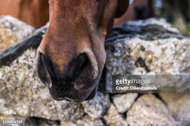detail of the nostrils and lips of a brown horse. equestrian, wildlife, domestic animal and pet concept. - horse tail stock pictures, royalty-free photos & images