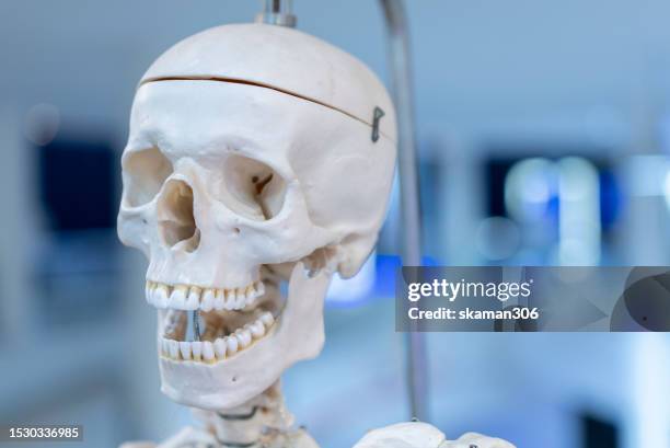 educational resource close-up  skull human skeleton for medical  education and training - 動物の骸骨 ストックフォトと画像