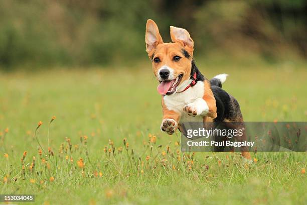 puppy - 犬　走る ストックフォトと画像