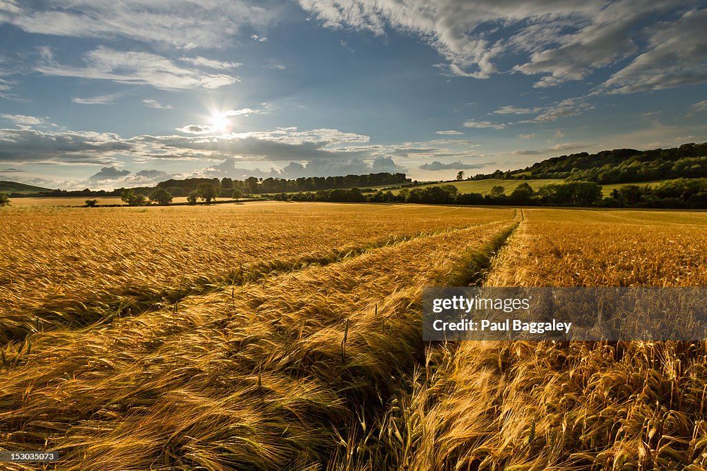 Fields of Gold - Barley