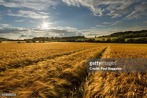 fields of gold - barley - hertfordshire stock pictures, royalty-free photos & images