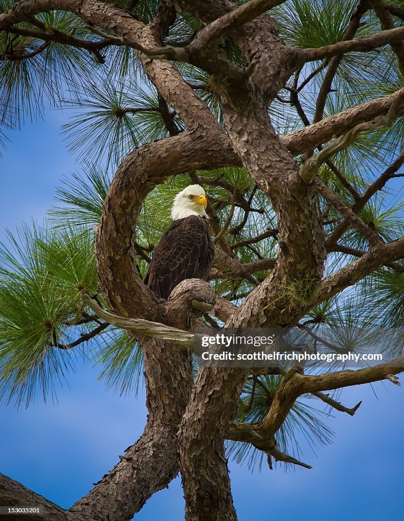 Male American bald eagle