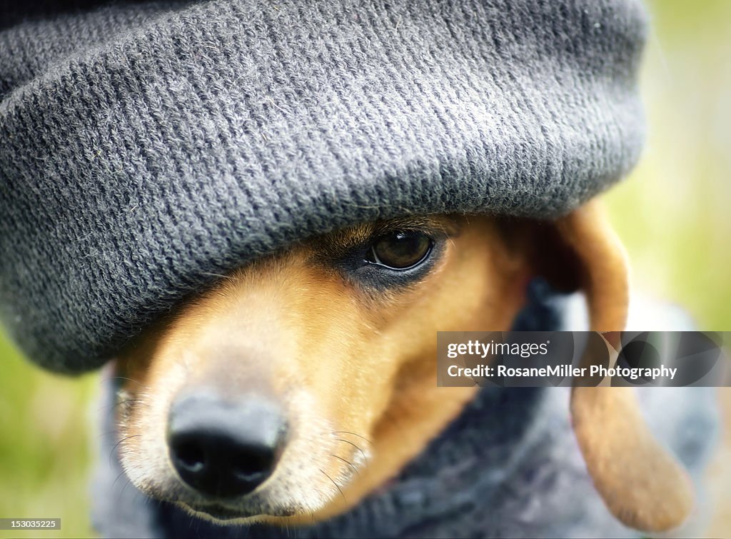 Small dog with beret