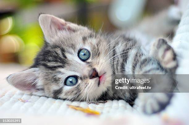 kitten with blue eyes - cute stock pictures, royalty-free photos & images