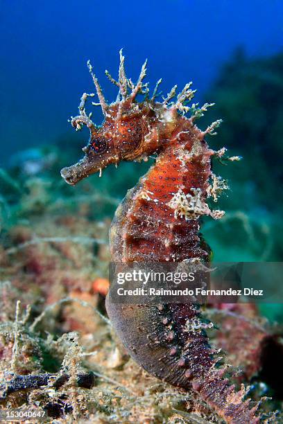 sea horse - hippocampus ramulosus stock pictures, royalty-free photos & images
