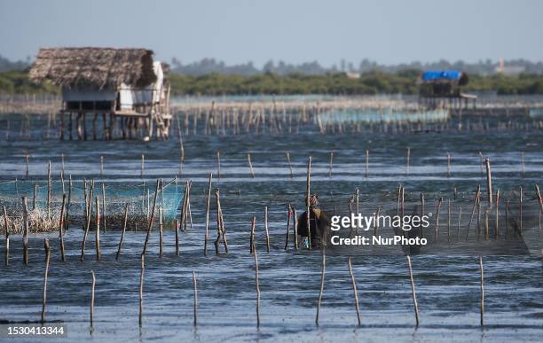 Fisherman works in a lagoon in the northern Sri Lankan town of Jaffna on July 13, 2023.