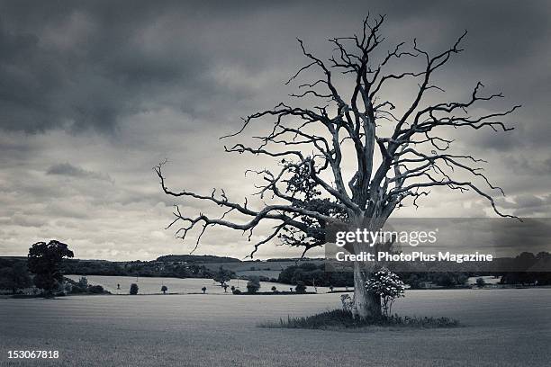 Image has been converted to black and white) Gloomy rural landscape near Warminster in the south west of England, taken on May 27, 2011.