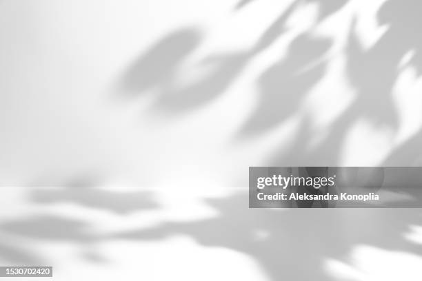 minimal empty gray and white 3d room exhibition background with natural plants shadows - schlagschatten stock-fotos und bilder