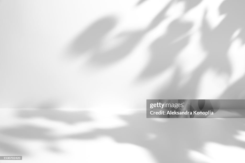 Minimal empty gray and white 3d room exhibition background with natural plants shadows