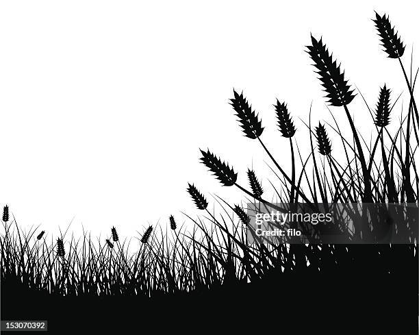 wheat field frame - rye - grain stock illustrations