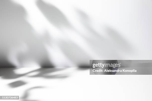 natural plants gray shadows in minimal empty 3d exhibition white room  background - dappled sunlight stock pictures, royalty-free photos & images