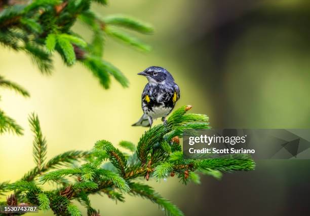 yellow rump poses - warbler stock pictures, royalty-free photos & images
