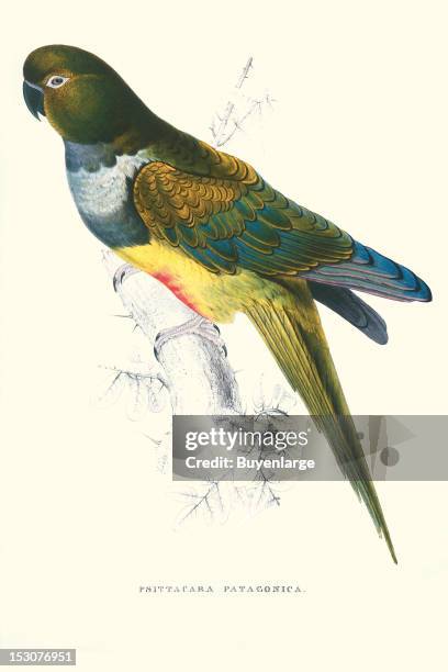 Psittacara Patagonia, or Patagonian Parakeet-Macaw, 1831. From 'Illustrations of the Family of Psittacidae, or Parrots' , by Edward Lear.