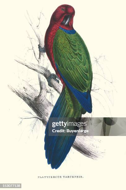 Platycercus Tabuensis, or Tauduan Parakeet, 1831. From 'Illustrations of the Family of Psittacidae, or Parrots' , by Edward Lear.