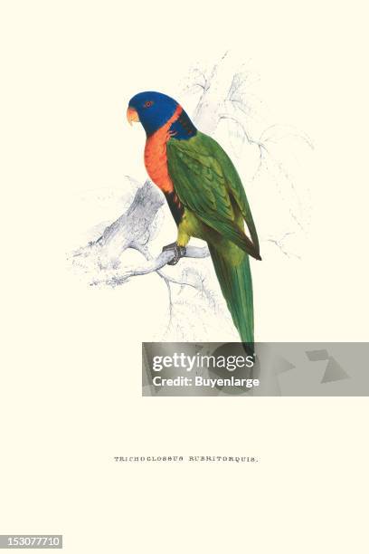 Trichoglossus Rubritorquis, or Red-collared Lorikeet, 1831. From 'Illustrations of the Family of Psittacidae, or Parrots' , by Edward Lear.