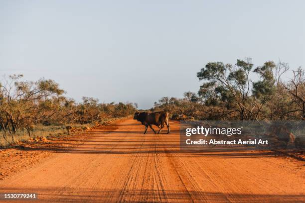 large bull crossing a dirt road during golden hour, western australia, australia - bull stock pictures, royalty-free photos & images