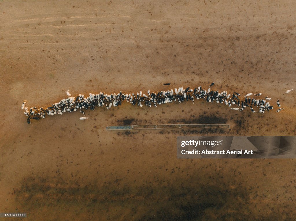 Row of cattle on a ranch photographed from a drone point of view, New South Wales, Australia