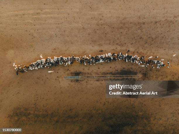 row of cattle on a ranch photographed from a drone point of view, new south wales, australia - cattle stock pictures, royalty-free photos & images