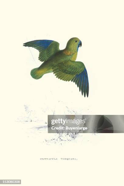 Psittacula Torquata, or Collared Parakeet, 1831. From 'Illustrations of the Family of Psittacidae, or Parrots' , by Edward Lear.
