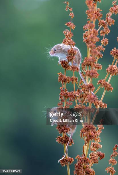 harvest mice on wild grasses - mini mouse stock pictures, royalty-free photos & images