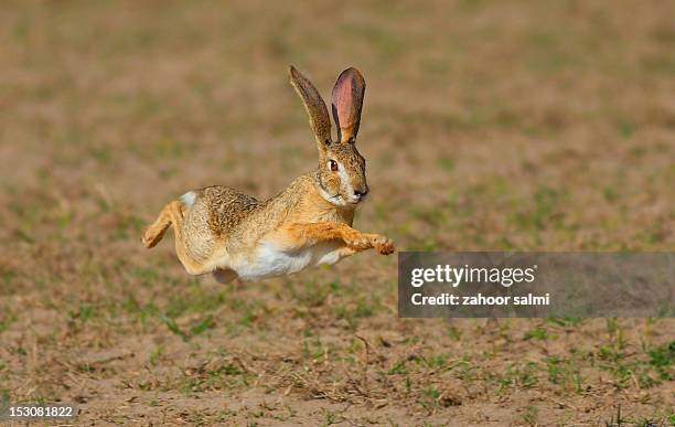 Running Rabbit Photos and Premium High Res Pictures - Getty Images