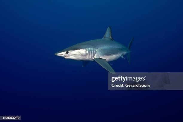 shortfin mako shark - mako stock pictures, royalty-free photos & images