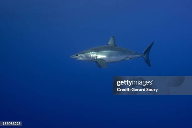Moko Fish Mako Fish Photos and Premium High Res Pictures - Getty Images