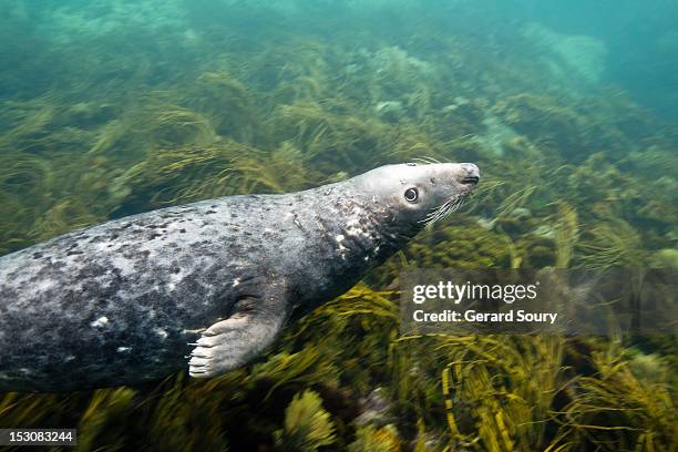 grey seal swimming above the see grass - zeegras stockfoto's en -beelden
