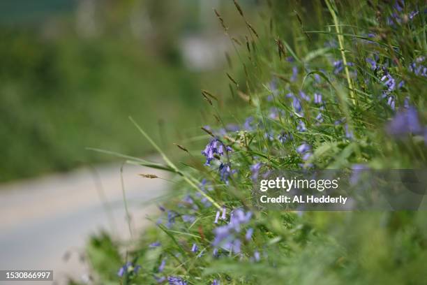 bluebells flowering in a grassy bank - mittelstreifen stock-fotos und bilder