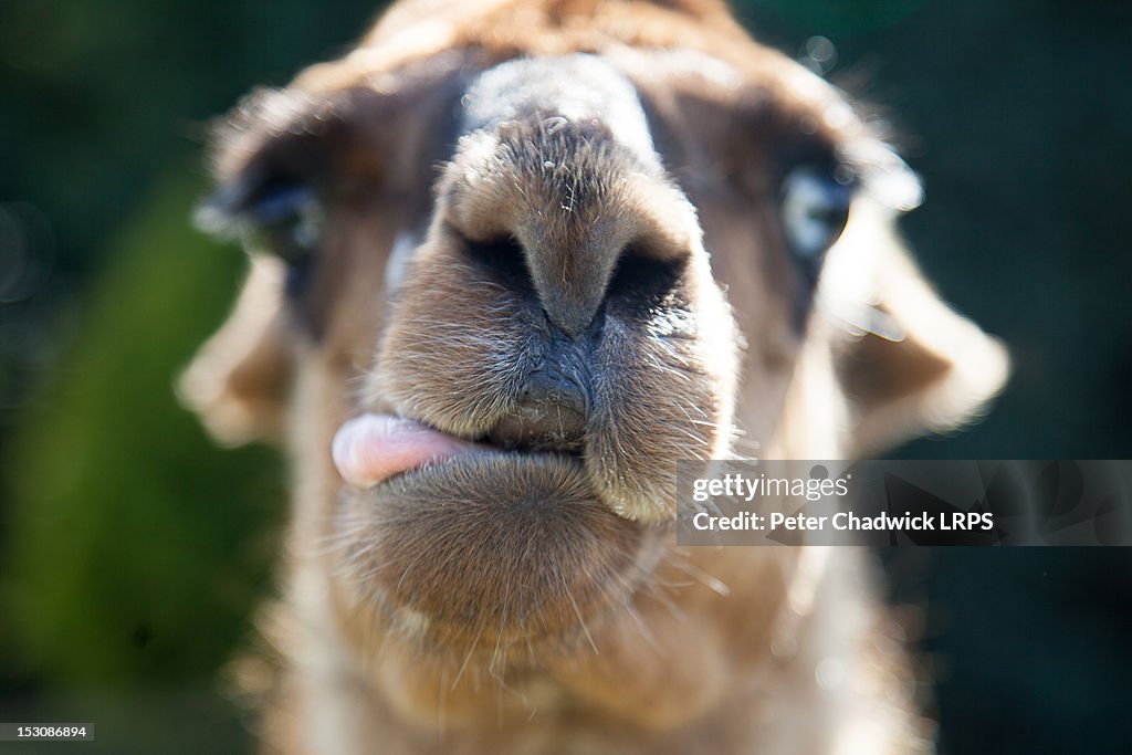 Close up of camel face