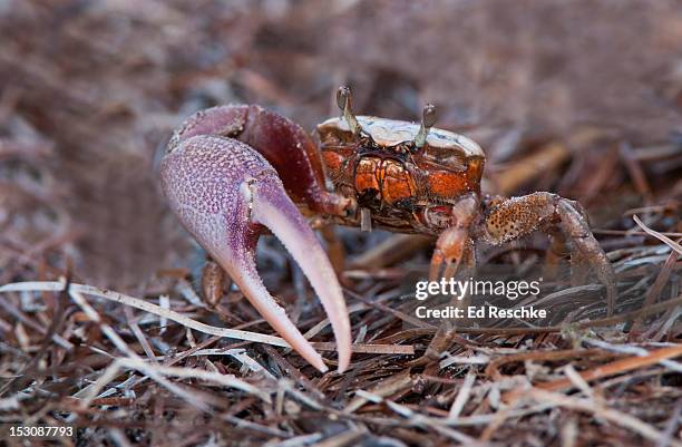 sand fiddler crab, male with unequal sized pincers - uca stock pictures, royalty-free photos & images