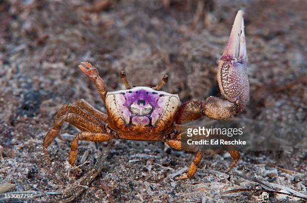 sand fiddler crab--male showing courtship display - winkerkrabbe stock-fotos und bilder