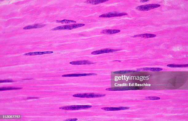 smooth muscle fibers (cells), small intestine,250x - glad spierweefsel stockfoto's en -beelden