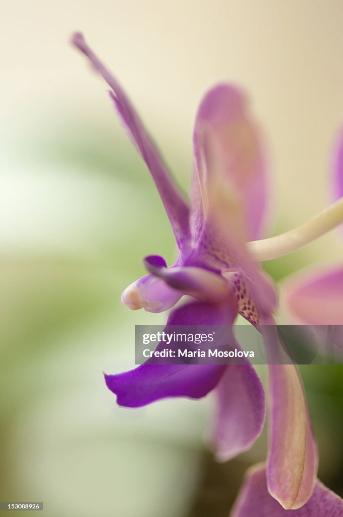 Lavender pink Phalaenopsis flower close-up