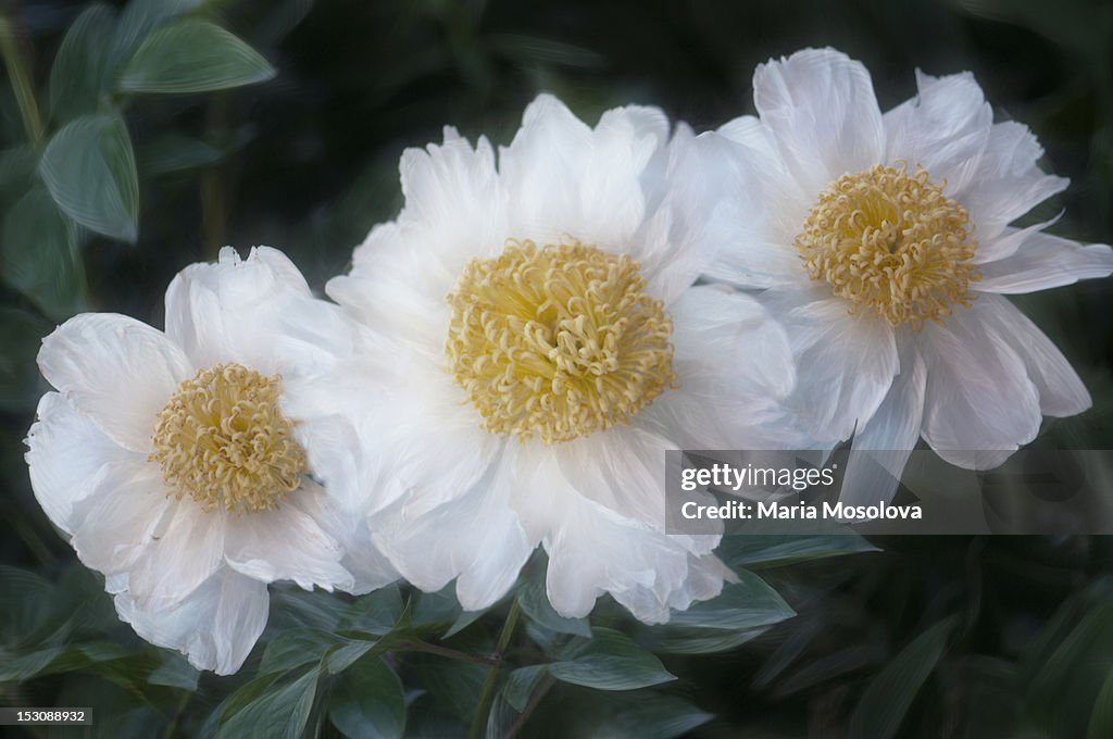 White peony flower trio