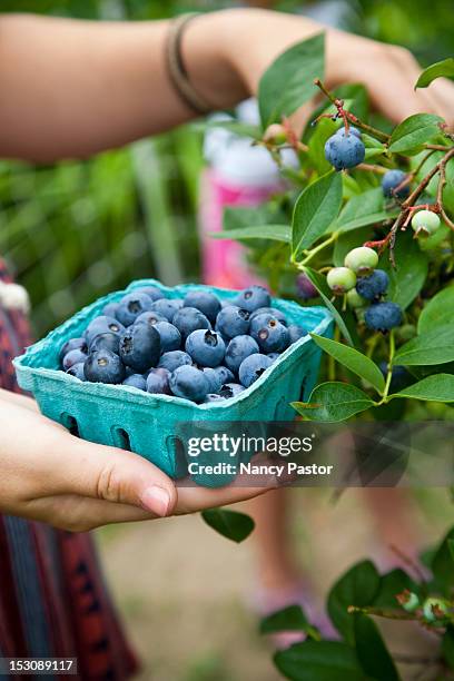 picking blueberries - barquette photos et images de collection