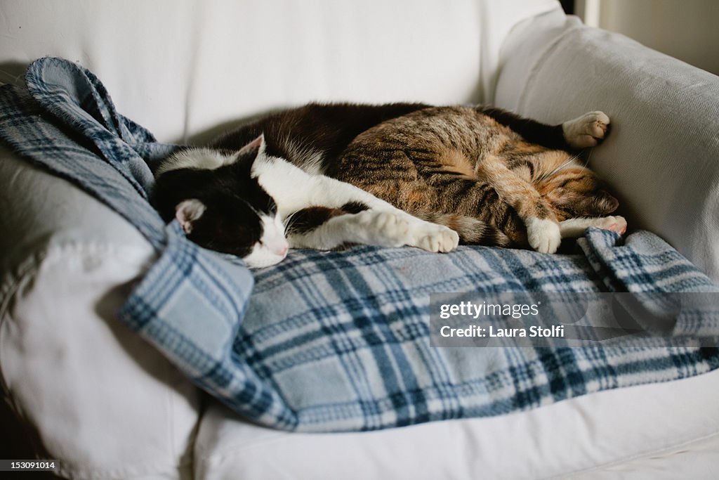 Two cats sleeping very close on checked blanket