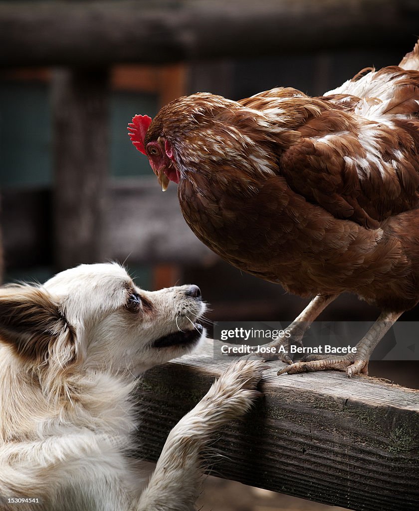 Dog and barnyard hen