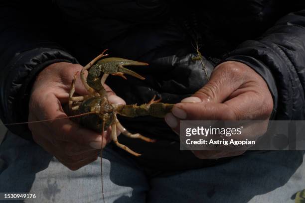 Local fisherman shows a crayfish, an endangered species, that he just caught on July 8, 2023 in Artanish, Armenia. Armenia's iconic lake is shrinking...