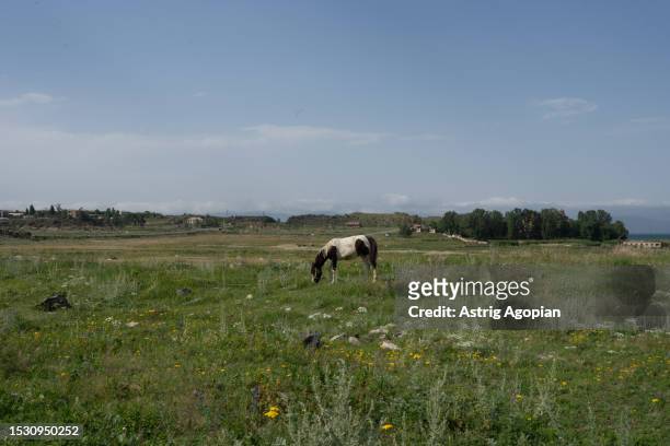Horse grazes in an area used by inhabitants of villages around Lake Sevan to keep animals like cows and horses near the banks of the lake, on July 8,...